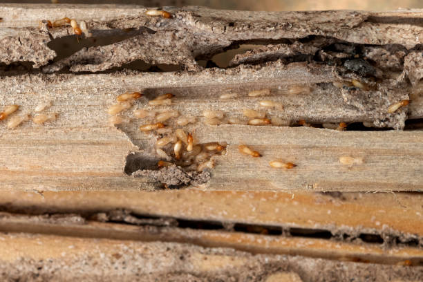 Best Mosquito Control Services  in Clio, AL