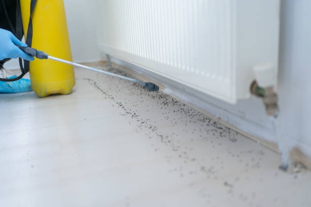 Best Pest Prevention Services  in Clio, AL
