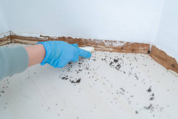 Best Insect Control  in Clio, AL
